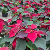 Poinsettias