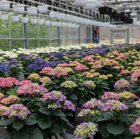 Mopheads, Hydrangea macrophylla