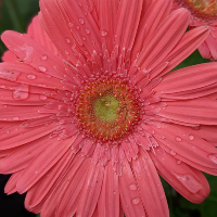 Gerbera Daisy, Garvinea Gerbera
