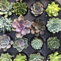 Succulents