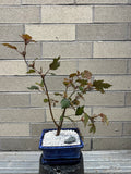 Bonsai Workshop Friday January 23