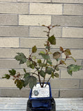 Bonsai Workshop Friday January 23