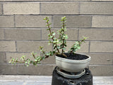 Bonsai Workshop Friday January 23