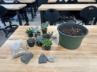 Succulent Workshop