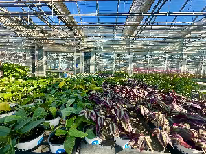 Indoor Tropical & Succulent Plant Care Information Session