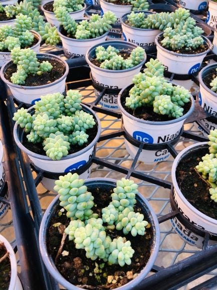 Indoor Tropical & Succulent Plant Care Information Session