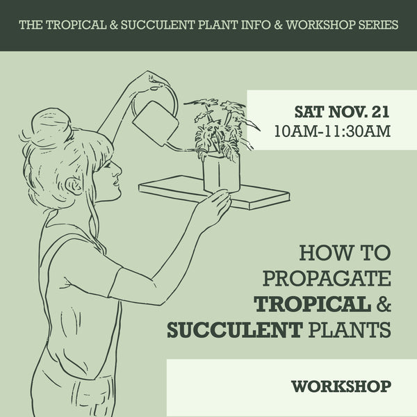 Workshop - How to Propagate Tropical & Succulent Plants
